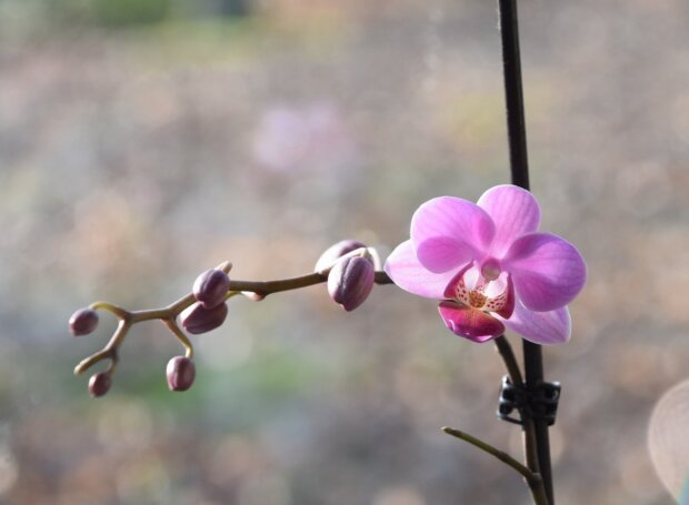 Орхідея, фото із соцмереж