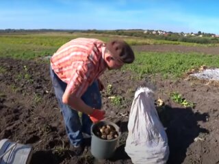 земля, огород, копание картофеля