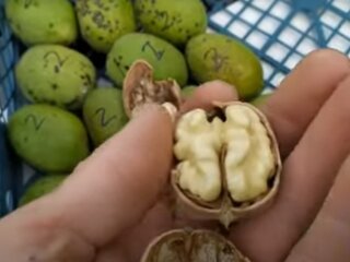 Щедрий урожай грецького горіха