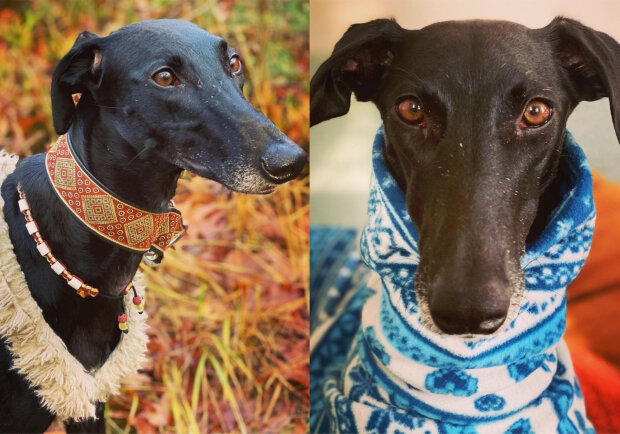 Пес-жираф стал звездой