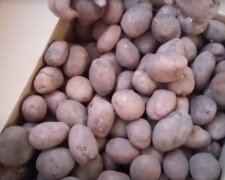 Картошка