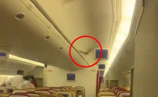 летучая мышь залетела в салон самолета