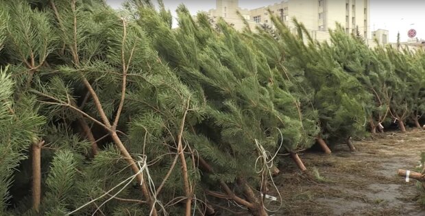 елочные базары, новый год