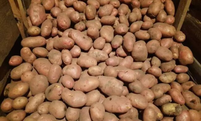 Картошка, кадр из видео