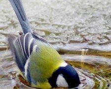 Погода, потепління, весна