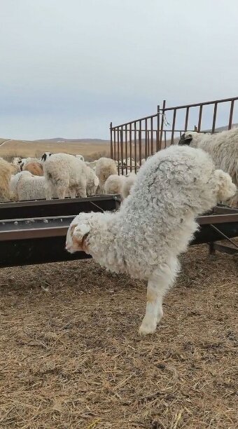 Ягненок-мутант