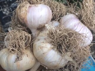 Врожай часнику