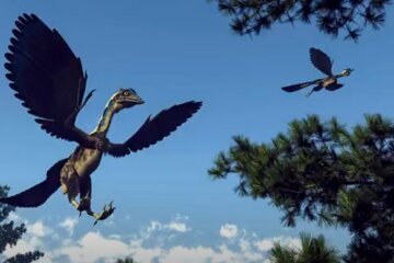 Похож на курицу: ученые раскопали новый вид динозавра