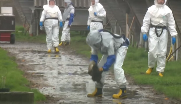 винищені данські норки почали вставати з могил