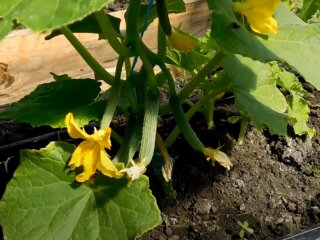 підживлення огірків