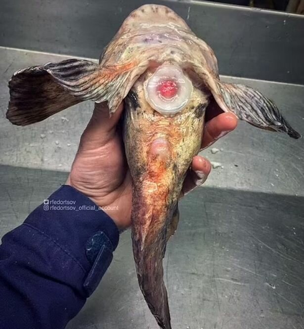 дивні морські створіння
