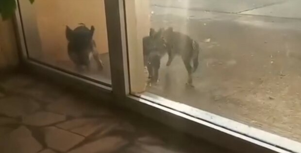 Дикие поросята прорывались на атомную АЭС