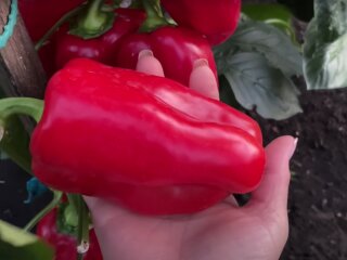 Урожай перцю