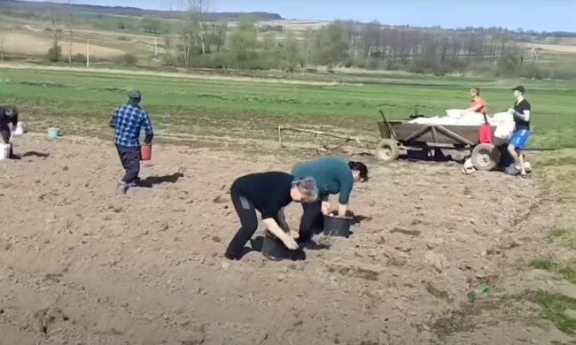 посадка картоплі на городі