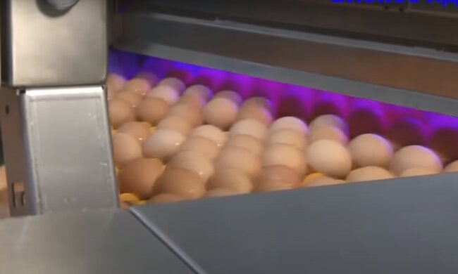 курячі яйця