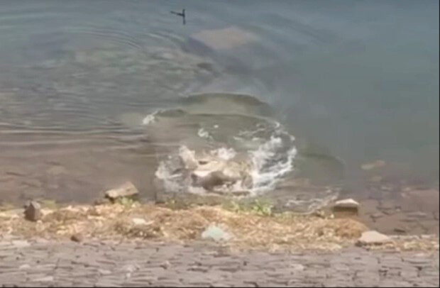 собачку потягнув під воду величезний крокодил