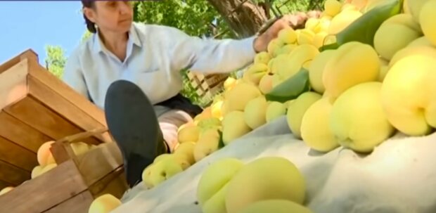 абрикоси, фрукти