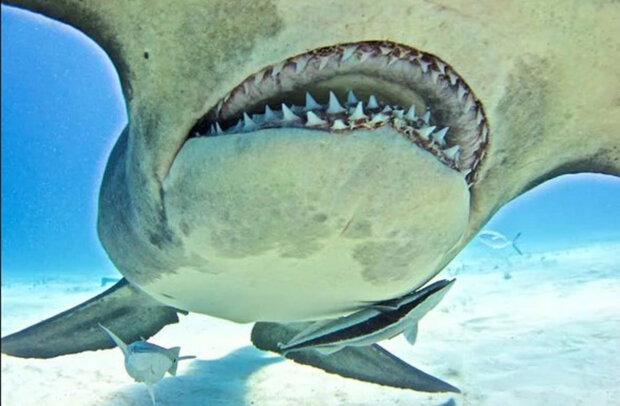 доисторическая акула