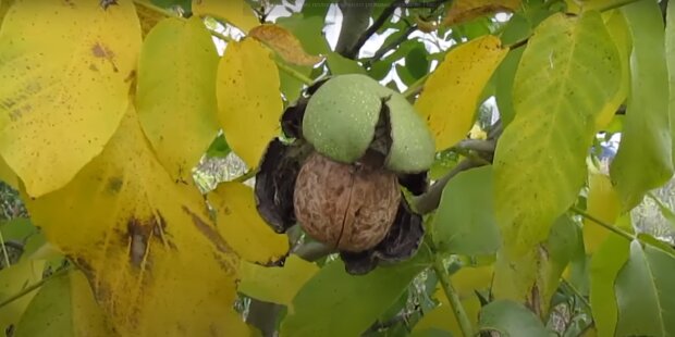 Волоський горіх