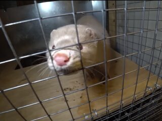 Норка, скриншот из видео