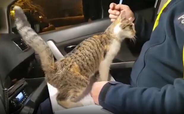 Полицейские показали нападение кошки на сотрудников
