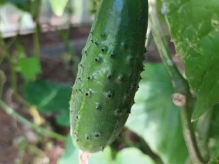 Огірки, город, кадр з відео