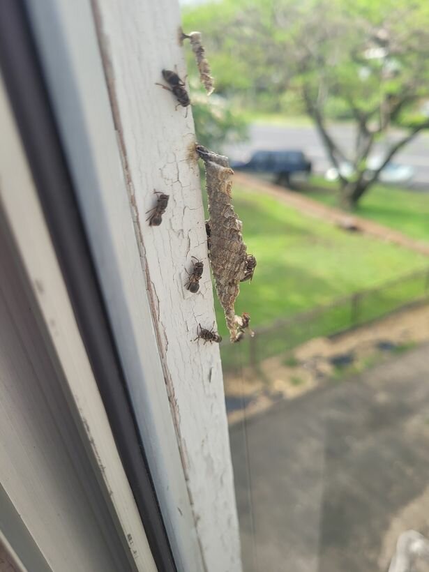 дом женщины захватили дикие осы