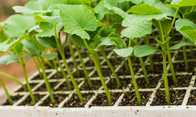 Рассада, изображение из свободных источников