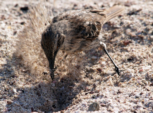 зяблики Дарвіна