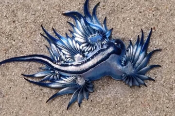 морський блакитний дракон