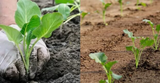 Капуста, кадр з відео