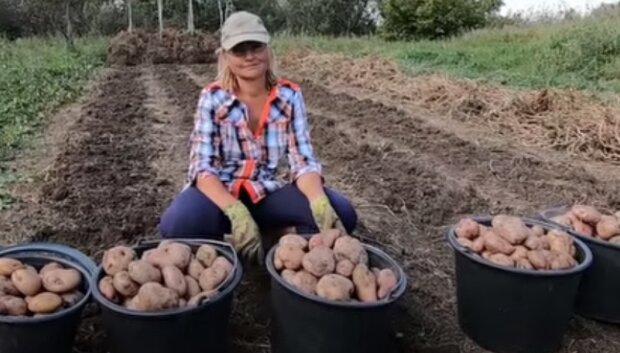 Щедрый урожай картофеля