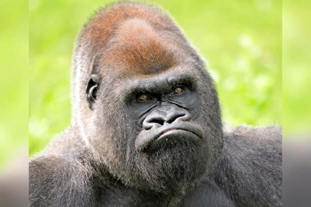 похмурі морди тварин