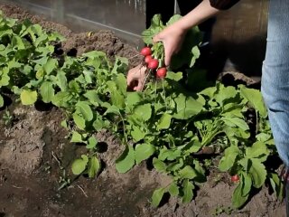 Урожай редиски