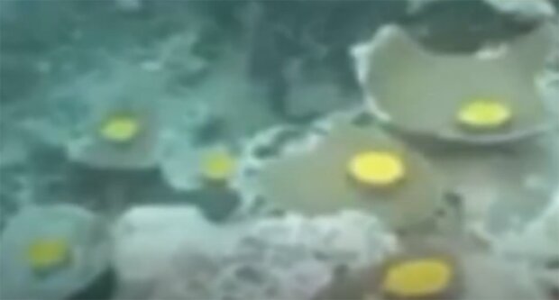 Дослідники випадково натрапили на унікальний скарб