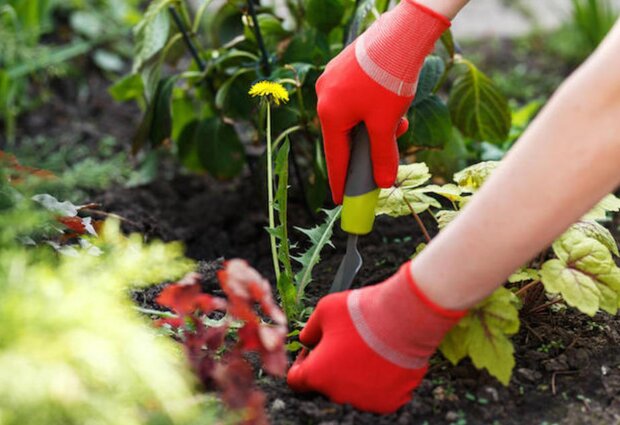 Одуванчики, изображение из свободных источников