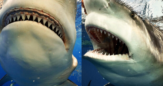 гігантська акула