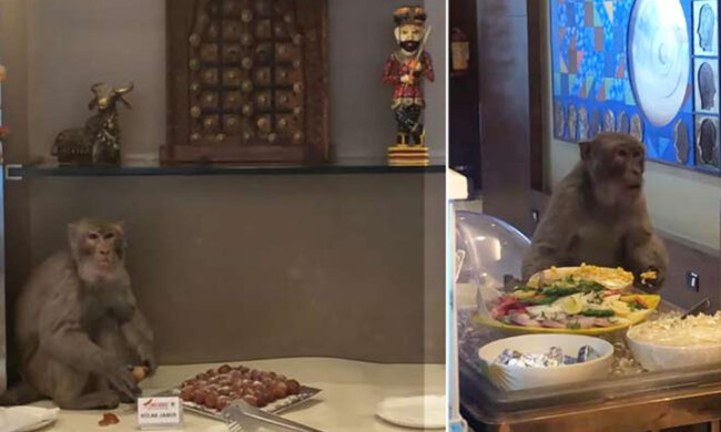 мавпа в аеропорту