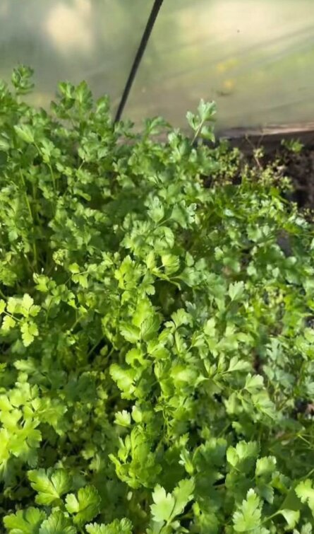 Скрин публікації Олі Полякової