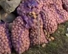 Картофель