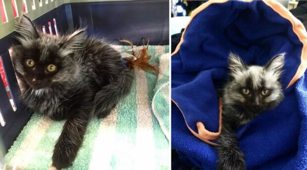 Кошеня "перевертень"