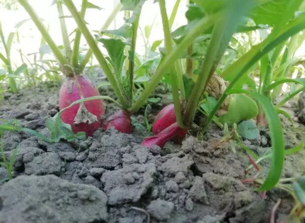 Город, підживлення золою, кадр з відео