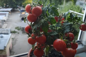 Овочі на балконі: скрін з відео