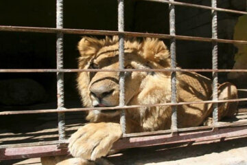 Львов из Украины выпустили в дикую природу