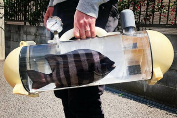 кейс для живой рыбы кацугё \\ фото katsugyo_bag/Instagram