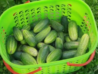 Огірки, кадр з відео