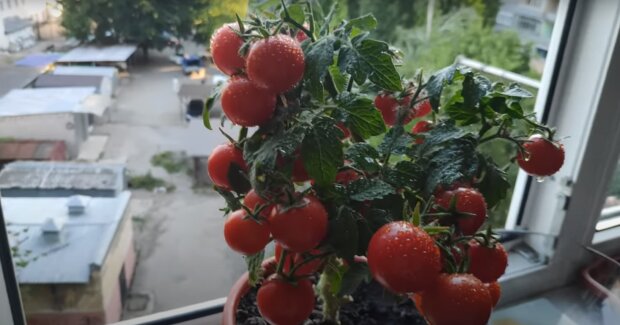 Овощи на балконе: скрин с видео