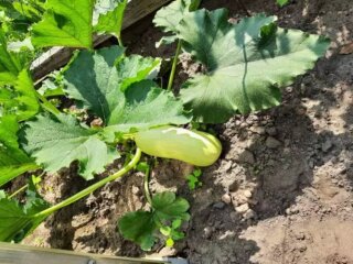 Кабачки, город, зображення з вільних джерел