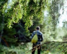 Лес, изображение из свободных источников