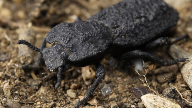 Дьявольский жук